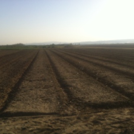 Desolate Field #1