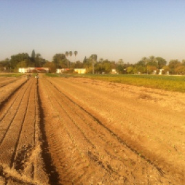 The transplanted lettuce field from the other side.