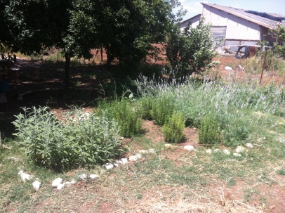 Our rosemary, sage, and lavender doing unbelievably great!