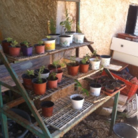 The seedling and transplant station.